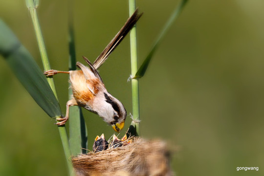 鳥喂食