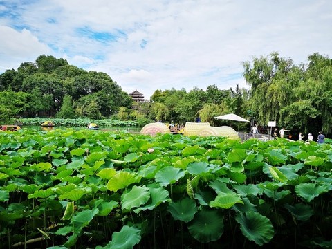桂湖公園