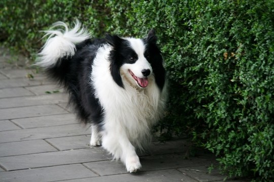 狗