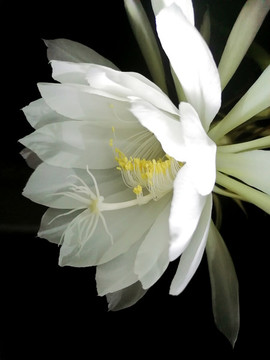 曇花