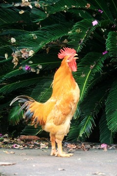 公雞叫鳴