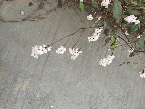 水蓼
