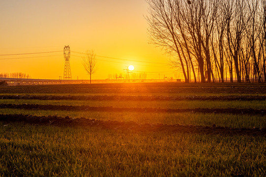 夕陽麥田