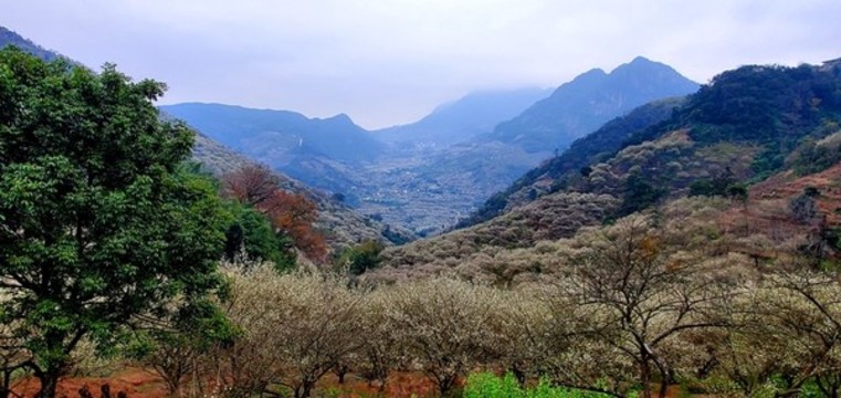 臘梅