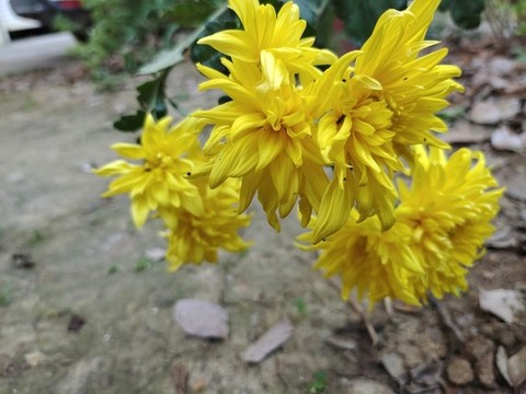黃色菊花