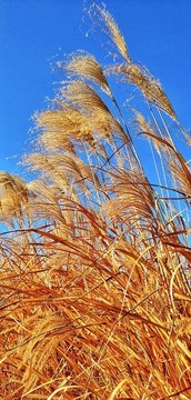 秋天蘆葦蘆花蘆葦叢