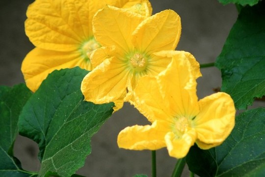 冬瓜花