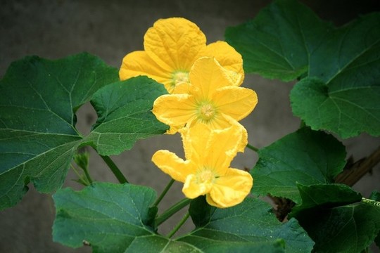 冬瓜花