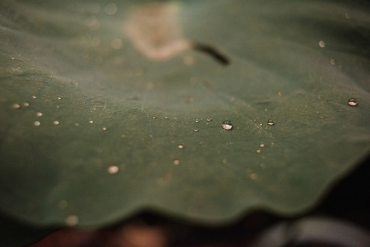 荷葉水滴
