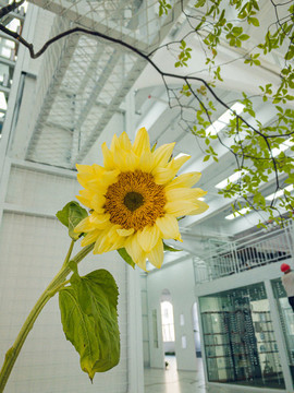 向陽(yáng)花