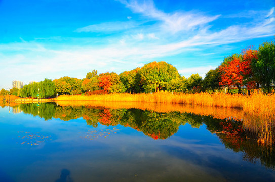 公園