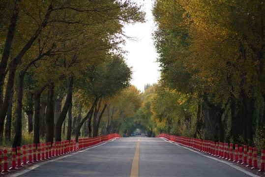 林蔭大道