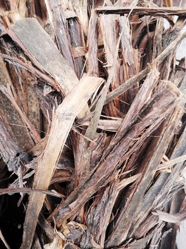 柏樹皮
