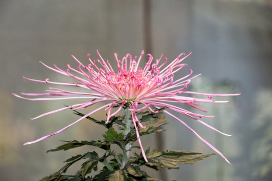 盛放的菊花