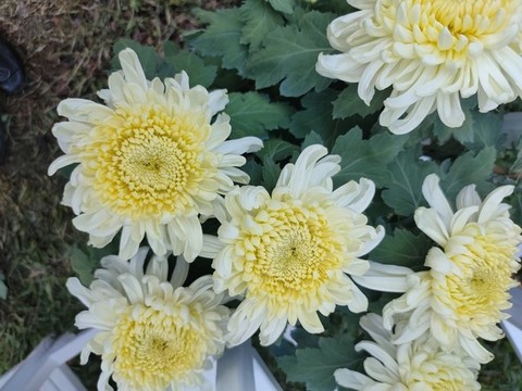 菊花