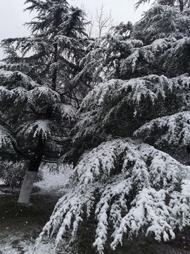 雪中的松樹