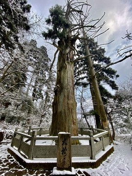 天目山雪景