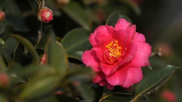 茶梅