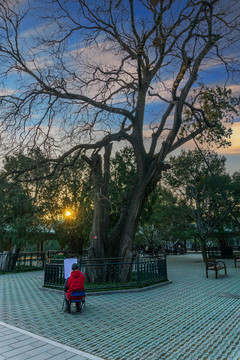 中國北京天壇公園風(fēng)光