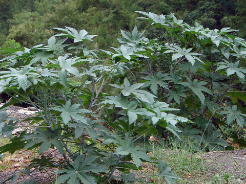 有毒的植物蓖麻