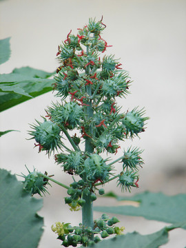 有毒的植物蓖麻
