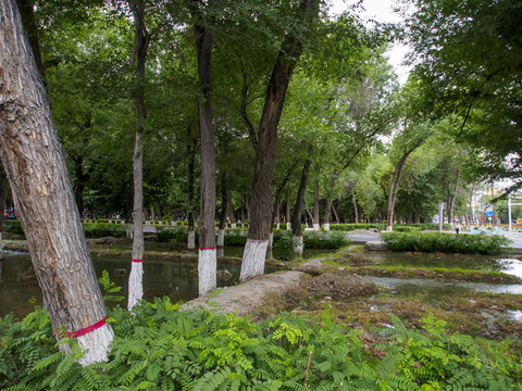 石河子城市綠化