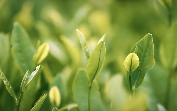綠茶