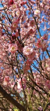 春天桃花開