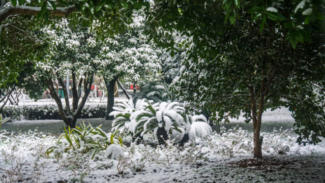 南方雪景