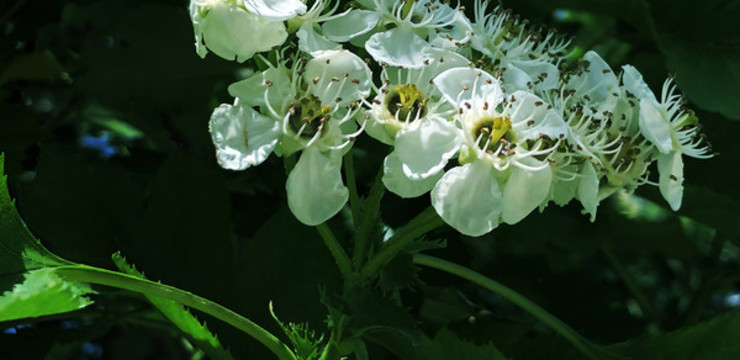 春日暖陽(yáng)里盛開(kāi)的山楂花