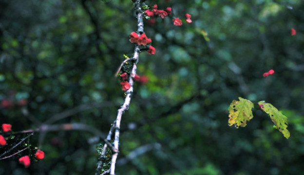 初春樹林里綻放的紅梅花朵圖片
