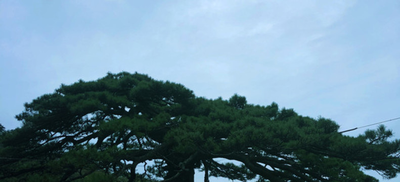 一棵翠綠的迎客松圖片