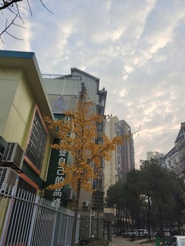 銀杏樹