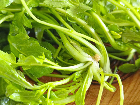 薺菜青菜