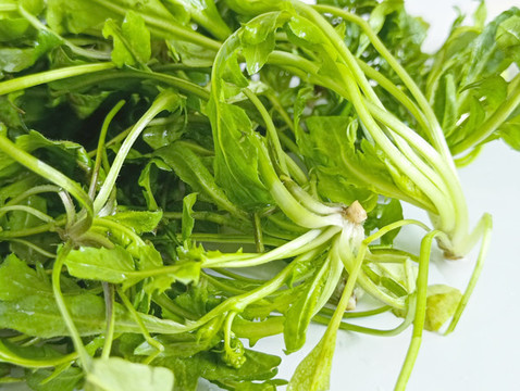 鮮薺菜