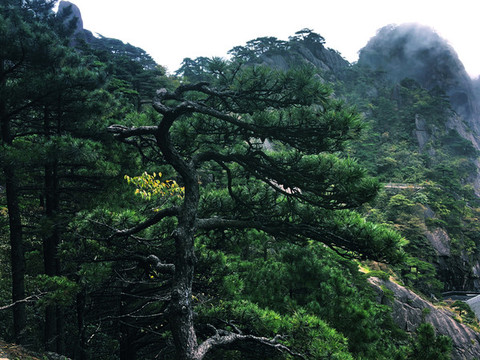 高山松樹林風(fēng)景圖片