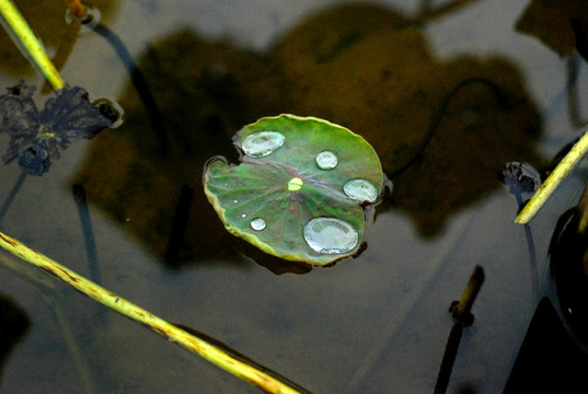 池塘水面荷葉水珠