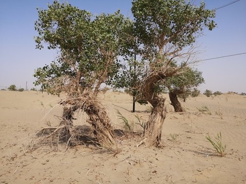 沙漠胡楊