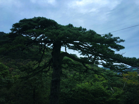 藍(lán)天白云下松樹(shù)林風(fēng)景圖片