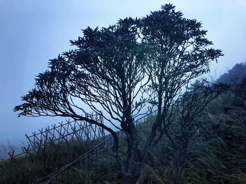 戶外藍(lán)天白云草地樹林圖片