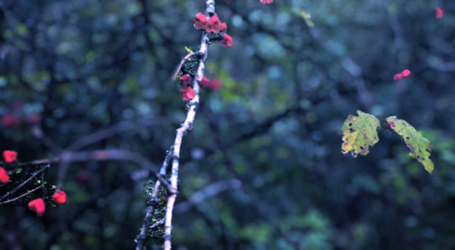 初春樹林里紅梅盛開圖片
