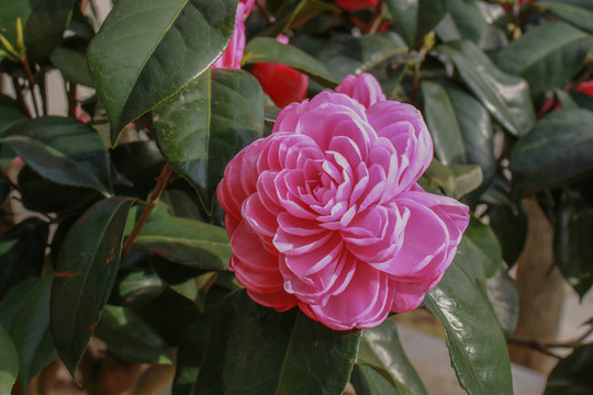 茶花