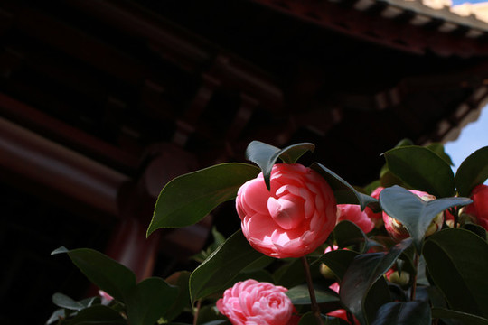山茶花