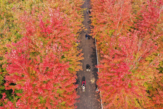 紅樹林