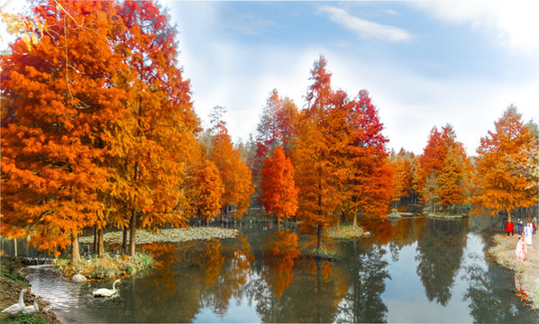 紅杉樹
