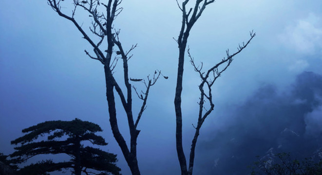 霧氣彌漫的樹林風(fēng)景圖片