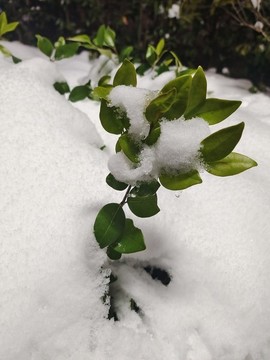 綠植與白雪
