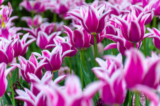 郁金香花