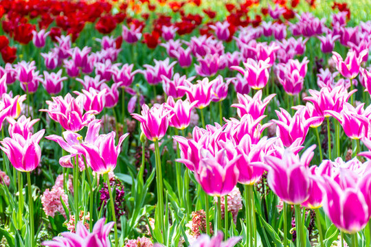 郁金香花