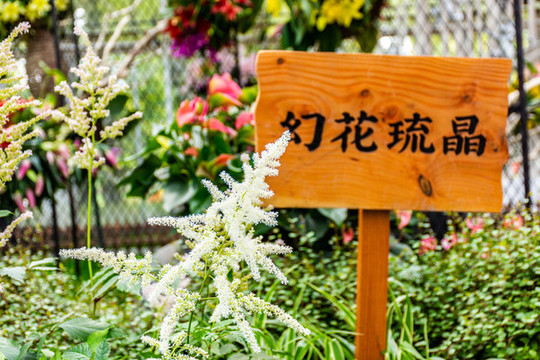 落新婦